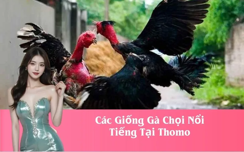 Các Giống Gà Chọi Nổi Tiếng Tại Thomo
