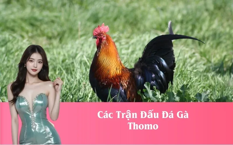 Các Trận Đấu Đá Gà Thomo