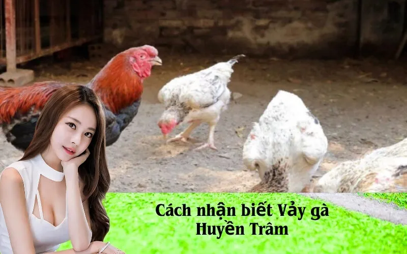 Cách nhận biết Vảy gà Huyền Trâm
