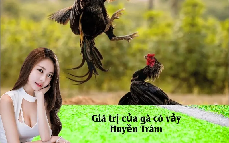 Giá trị của gà có vảy Huyền Trâm