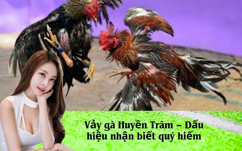 Vảy gà Huyền Trâm – Dấu hiệu nhận biết quý hiếm